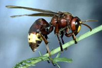 Oriental Hornet: Expert Solar Power Harvester