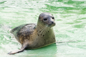 Offshore wind turbine construction could be putting seals’ hearing at risk