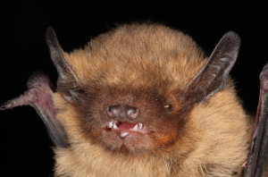 Numerous bats killed by German wind turbines: Migratory bats at risk