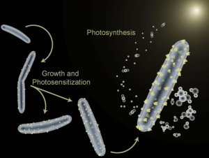 How to train your bacterium