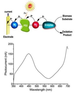 New method for converting solar energy into electrical power using photo-bioelectrochemical cells