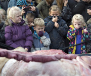 Dutch children learn about life and death through lion dissection