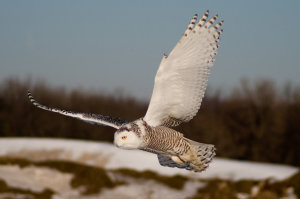 Silent flights: How owls could help make wind turbines and planes quieter